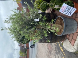 Olive Tree